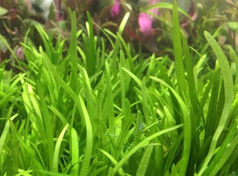 Eco Plant - Sagittaria Subulata - InVitro duży kubek Eco Plant - Sagittaria Subulata - InVitro duży kubek