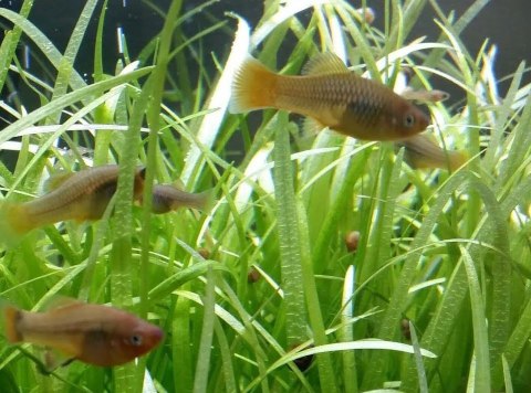 Eco Plant - Sagittaria Subulata - InVitro duży kubek Eco Plant - Sagittaria Subulata - InVitro duży kubek
