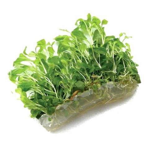 Eco Plant - roślinka invitro mini kubek - Lobelia Mini Eco Plant - roślinka invitro mini kubek - Lobelia Mini