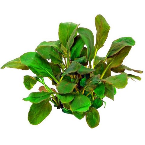 Eco Plant - roślinka invitro mini kubek - Lobelia Mini Eco Plant - roślinka invitro mini kubek - Lobelia Mini