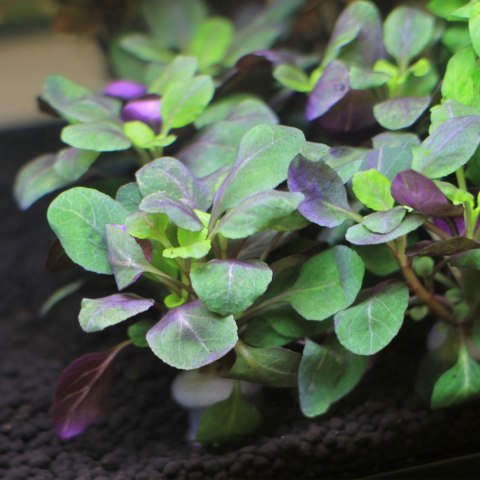 Eco Plant - roślinka invitro mini kubek - Lobelia Mini Eco Plant - roślinka invitro mini kubek - Lobelia Mini