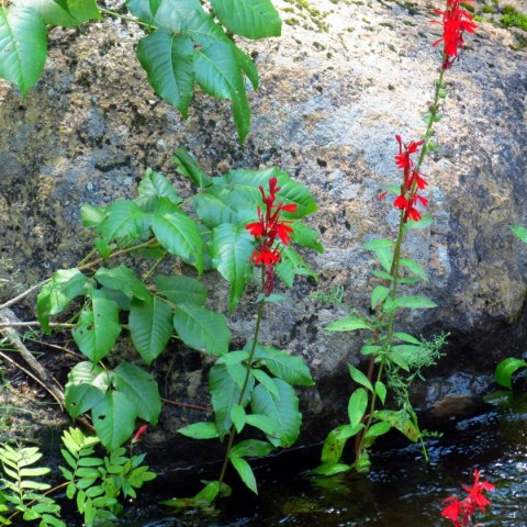Eco Plant - roślinka invitro mini kubek - Lobelia Mini Eco Plant - roślinka invitro mini kubek - Lobelia Mini