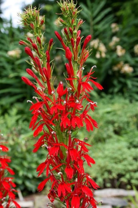 Eco Plant - roślinka invitro mini kubek - Lobelia Mini Eco Plant - roślinka invitro mini kubek - Lobelia Mini