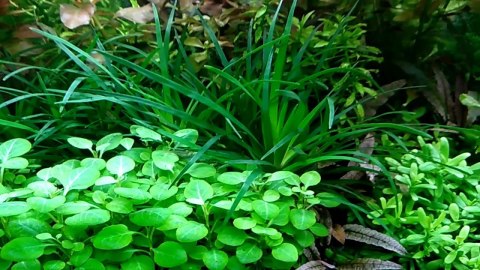 Eco Plant - roślinka invitro mini kubek - Lobelia Mini Eco Plant - roślinka invitro mini kubek - Lobelia Mini