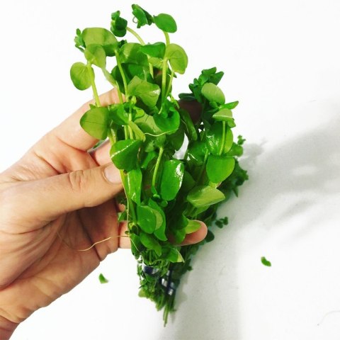 Eco Plant - Bacopa Monnieri- InVitro mały kubek Eco Plant - Bacopa Monnieri- InVitro mały kubek