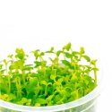 Eco Plant - Bacopa Monnieri- InVitro mały kubek