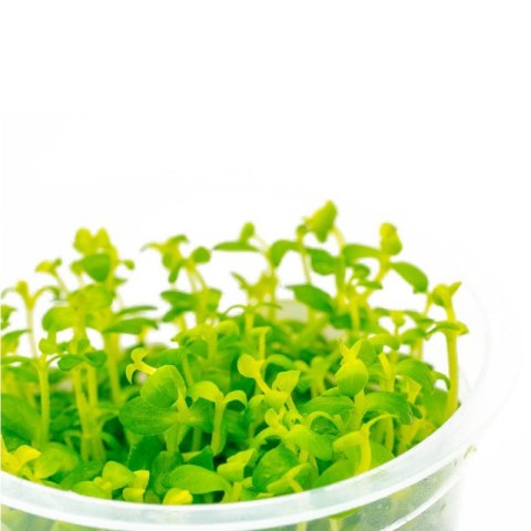 Eco Plant - Bacopa Monnieri- InVitro mały kubek Eco Plant - Bacopa Monnieri- InVitro mały kubek