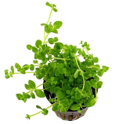 Eco Plant - Bacopa Monnieri- InVitro mały kubek Eco Plant - Bacopa Monnieri- InVitro mały kubek
