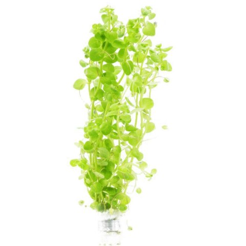 Eco Plant - Bacopa Monnieri- InVitro mały kubek Eco Plant - Bacopa Monnieri- InVitro mały kubek