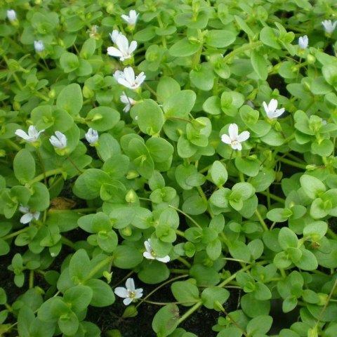 Eco Plant - Bacopa Monnieri- InVitro mały kubek Eco Plant - Bacopa Monnieri- InVitro mały kubek