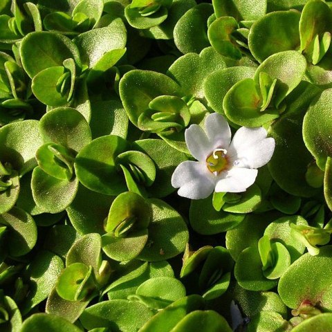 Eco Plant - Bacopa Monnieri- InVitro mały kubek Eco Plant - Bacopa Monnieri- InVitro mały kubek