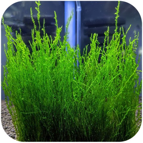 Eco Plant - Flame Moss - InVitro mały kubek Eco Plant - Flame Moss - InVitro mały kubek