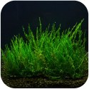 Eco Plant - Flame Moss - InVitro mały kubek