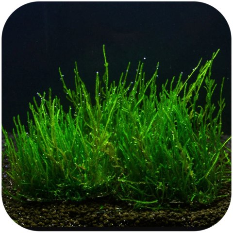 Eco Plant - Flame Moss - InVitro mały kubek Eco Plant - Flame Moss - InVitro mały kubek