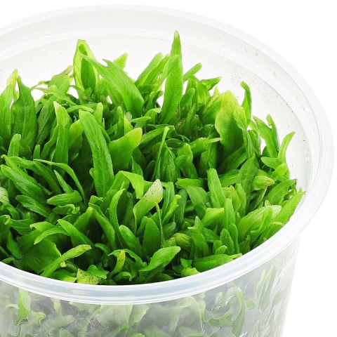 Eco Plant - Hygrophila Thailand - Invitro mały kubek Eco Plant - Hygrophila Thailand - Invitro mały kubek