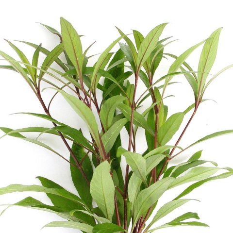 Eco Plant - Hygrophila Thailand - Invitro mały kubek Eco Plant - Hygrophila Thailand - Invitro mały kubek
