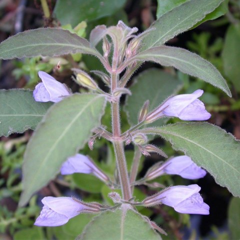 Eco Plant - Hygrophila Thailand - Invitro mały kubek Eco Plant - Hygrophila Thailand - Invitro mały kubek