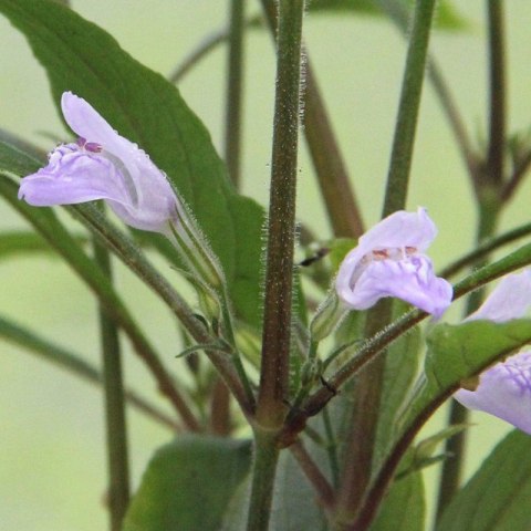 Eco Plant - Hygrophila Thailand - Invitro mały kubek Eco Plant - Hygrophila Thailand - Invitro mały kubek
