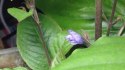 Eco Plant - Hygrophila Thailand - Invitro mały kubek
