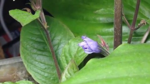 Eco Plant - Hygrophila Thailand - Invitro mały kubek Eco Plant - Hygrophila Thailand - Invitro mały kubek