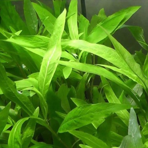 Eco Plant - Hygrophila Thailand - Invitro mały kubek Eco Plant - Hygrophila Thailand - Invitro mały kubek