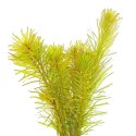 Eco Plant - Rotala Macandra 'Bangladesh' - InVitro mały kubek