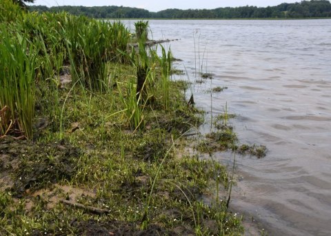 Eco Plant - Sagittaria Subulata - InVitro duży kubek Eco Plant - Sagittaria Subulata - InVitro duży kubek