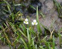 Eco Plant - Sagittaria Subulata - InVitro duży kubek