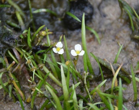 Eco Plant - Sagittaria Subulata - InVitro duży kubek Eco Plant - Sagittaria Subulata - InVitro duży kubek