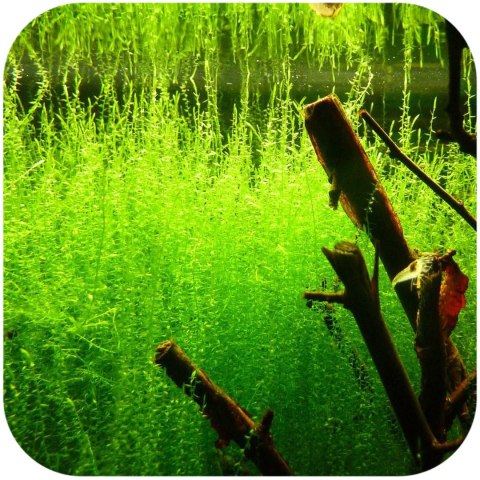 Eco Plant - Stringy Moss - InVitro mały kubek Eco Plant - Stringy Moss - InVitro mały kubek