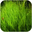 Eco Plant - Stringy Moss - InVitro mały kubek