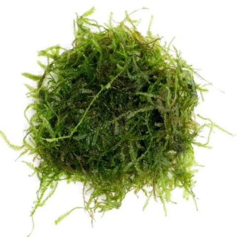 Eco Plant - Taxiphyllum sp. 'Spiky Moss' - InVitro mały kubek Eco Plant - Taxiphyllum sp. 'Spiky Moss' - InVitro mały kubek