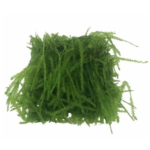Eco Plant - Taxiphyllum sp. 'Spiky Moss' - InVitro mały kubek Eco Plant - Taxiphyllum sp. 'Spiky Moss' - InVitro mały kubek