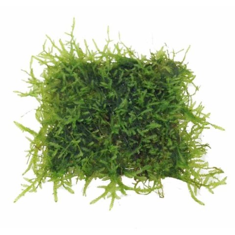 Eco Plant - Taxiphyllum sp. 'Spiky Moss' - InVitro mały kubek Eco Plant - Taxiphyllum sp. 'Spiky Moss' - InVitro mały kubek