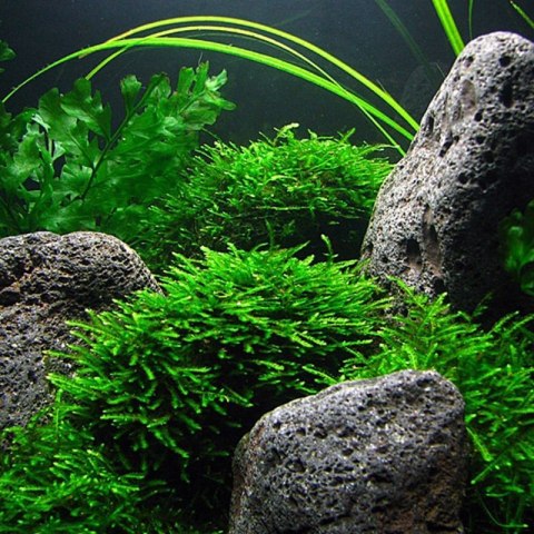 Eco Plant - Taxiphyllum sp. 'Spiky Moss' - InVitro mały kubek Eco Plant - Taxiphyllum sp. 'Spiky Moss' - InVitro mały kubek