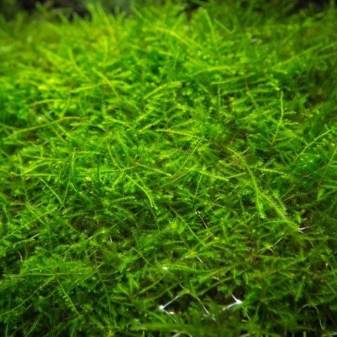 Eco Plant - Taxiphyllum sp. 'Spiky Moss' - InVitro mały kubek Eco Plant - Taxiphyllum sp. 'Spiky Moss' - InVitro mały kubek
