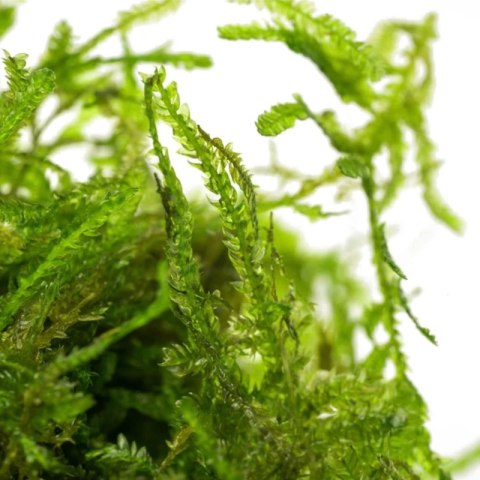 Eco Plant - Taxiphyllum sp. 'Spiky Moss' - InVitro mały kubek Eco Plant - Taxiphyllum sp. 'Spiky Moss' - InVitro mały kubek