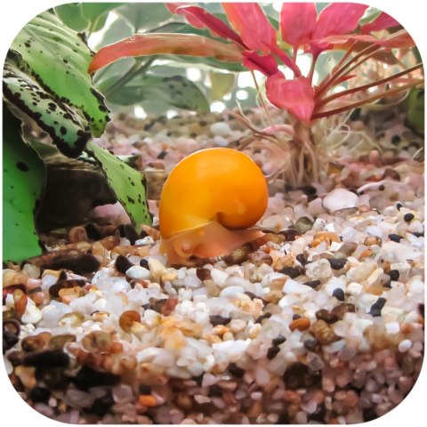 Eco Plant Natural River 1kg - żwirek rzeczny 2-5mm Eco Plant Natural River 1kg - żwirek rzeczny 2-5mm