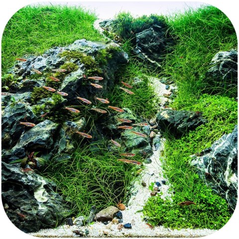 Eco Plant Natural River 1kg - żwirek rzeczny 2-5mm Eco Plant Natural River 1kg - żwirek rzeczny 2-5mm