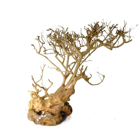 Korzeń dekoracyjny Drift Wood Korzeń dekoracyjny Drift Wood