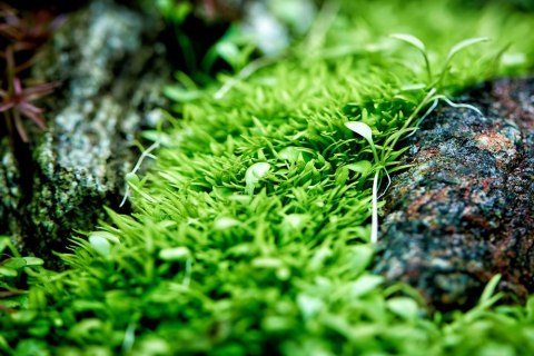 Neo Tabs Plant Fe- tabletki nawozowe żelazo Neo Tabs Plant Fe- tabletki nawozowe żelazo