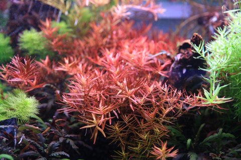 Neo Tabs Plant Fe- tabletki nawozowe żelazo Neo Tabs Plant Fe- tabletki nawozowe żelazo