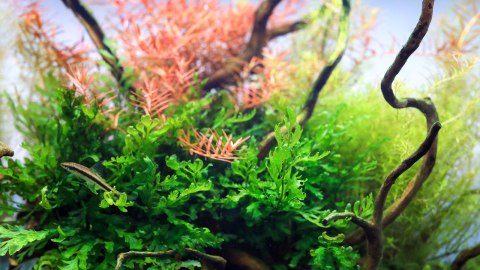 Neo Tabs Plant Fe- tabletki nawozowe żelazo Neo Tabs Plant Fe- tabletki nawozowe żelazo