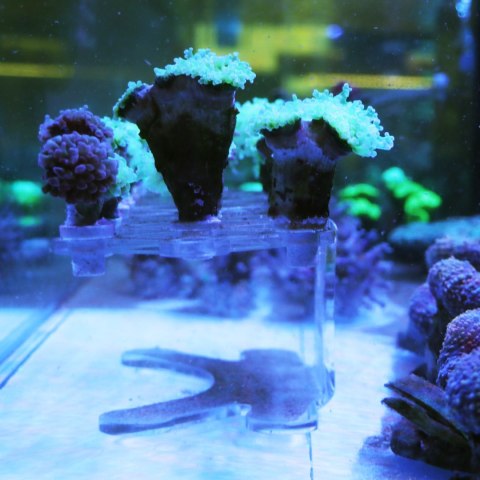Schone Korallen Coral Stand XS - podstawka na szczepki koralowców Schone Korallen Coral Stand XS - podstawka na szczepki koralowców