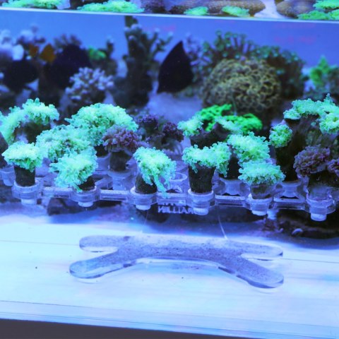 Schone Korallen Coral Stand XS - podstawka na szczepki koralowców Schone Korallen Coral Stand XS - podstawka na szczepki koralowców