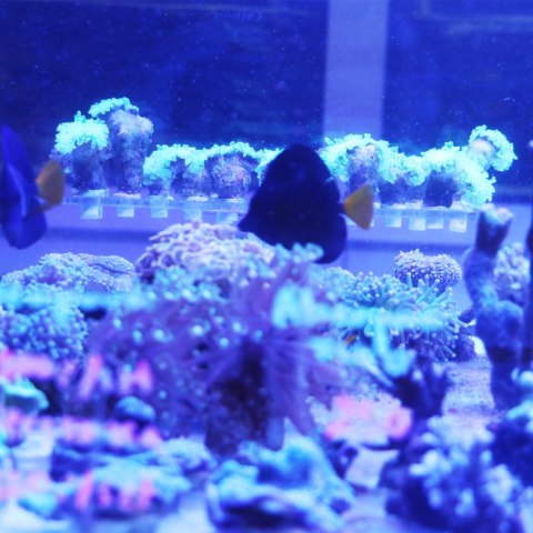 Schone Korallen Coral Stand S - podstawka na szczepki koralowców Schone Korallen Coral Stand S - podstawka na szczepki koralowców