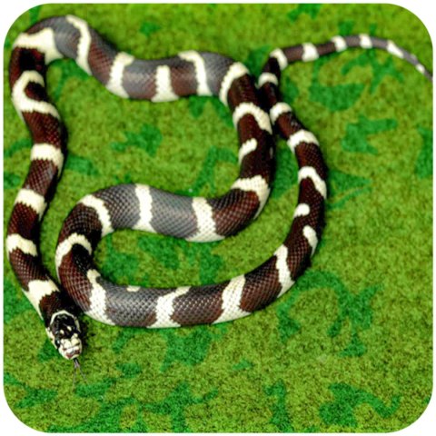 Resun Tropical Carpet Mat - mata do terrarium 90x45cm Resun Tropical Carpet Mat - mata do terrarium 90x45cm