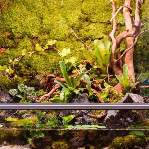 Terrario North King Moss 100g - mech płat Terrario North King Moss 100g - mech płat