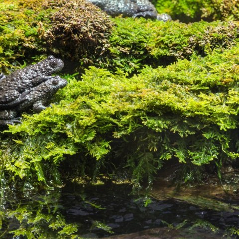 Terrario North King Moss 100g - mech płat Terrario North King Moss 100g - mech płat