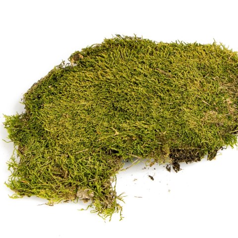 Terrario North King Moss 100g - mech płat Terrario North King Moss 100g - mech płat